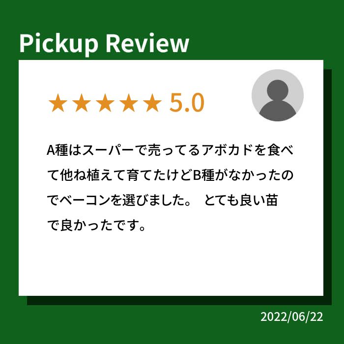 楽天市場】【送料無料】アボカドの苗木品種：ベーコン ( Bタイプ