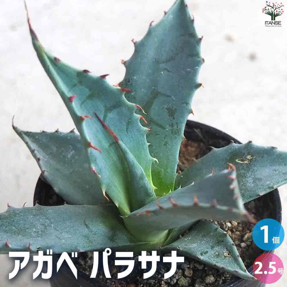 楽天市場】【送料無料】アガベ パラサナ 多肉植物 2.5号鉢 リビング