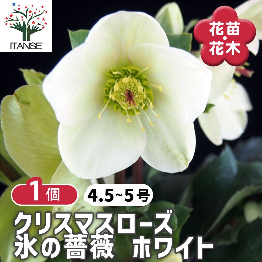 楽天市場】完全生産者限定品クリスマスローズ 氷の薔薇シリーズ レッド