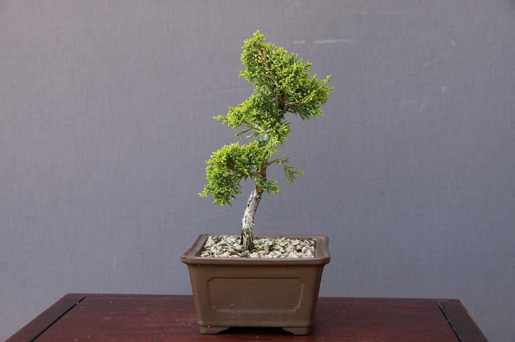 楽天市場】（株）一樹園 糸魚川真柏 小品盆栽／樹齢5年 : 一樹園