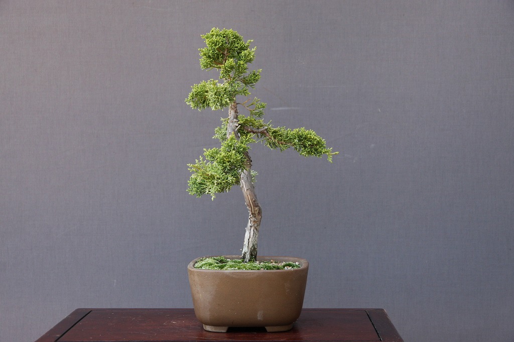 楽天市場】(株)一樹園 糸魚川真柏 貴風盆栽 樹齢18年 : 一樹園