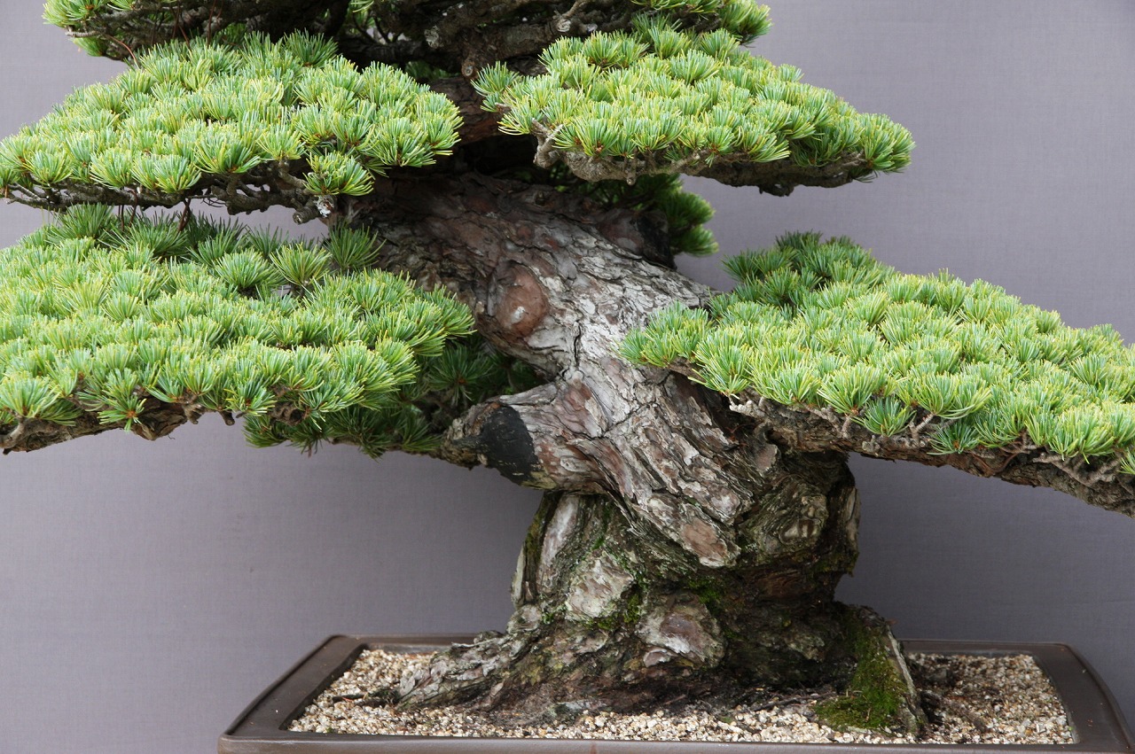 楽天市場】（株）一樹園 宮島五葉松 大品盆栽／樹齢100年 : 一樹園