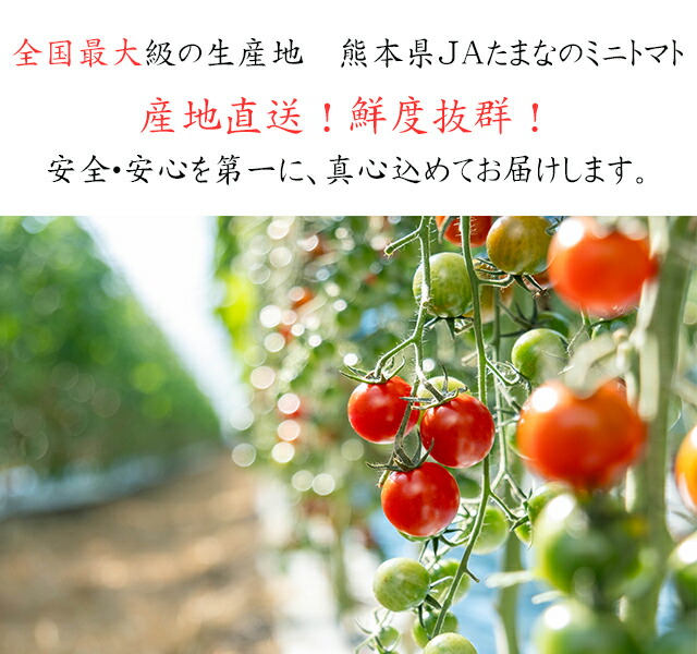 楽天市場】【JA直送】トマト の ミツカバコ ランニング系 インフル