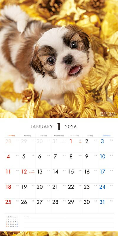 楽天市場】［公式］PICTWANカレンダー 2026年【L判】シー・ズー【送料