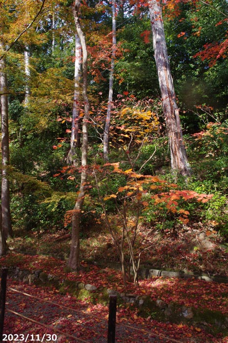 楽天市場】庭木 苗 コハウチワカエデ 8号(100〜120cm)【送料無料