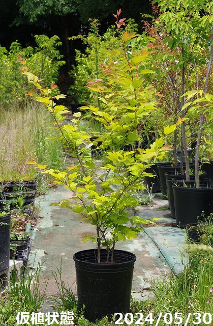 楽天市場】【現品・一点物No.0165-1】庭木 苗 シロモジ 根巻苗 10号