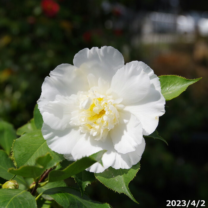 楽天市場】西洋椿 苗 エレガンス シャンペン 3年生挿木苗 4.5号 （長期