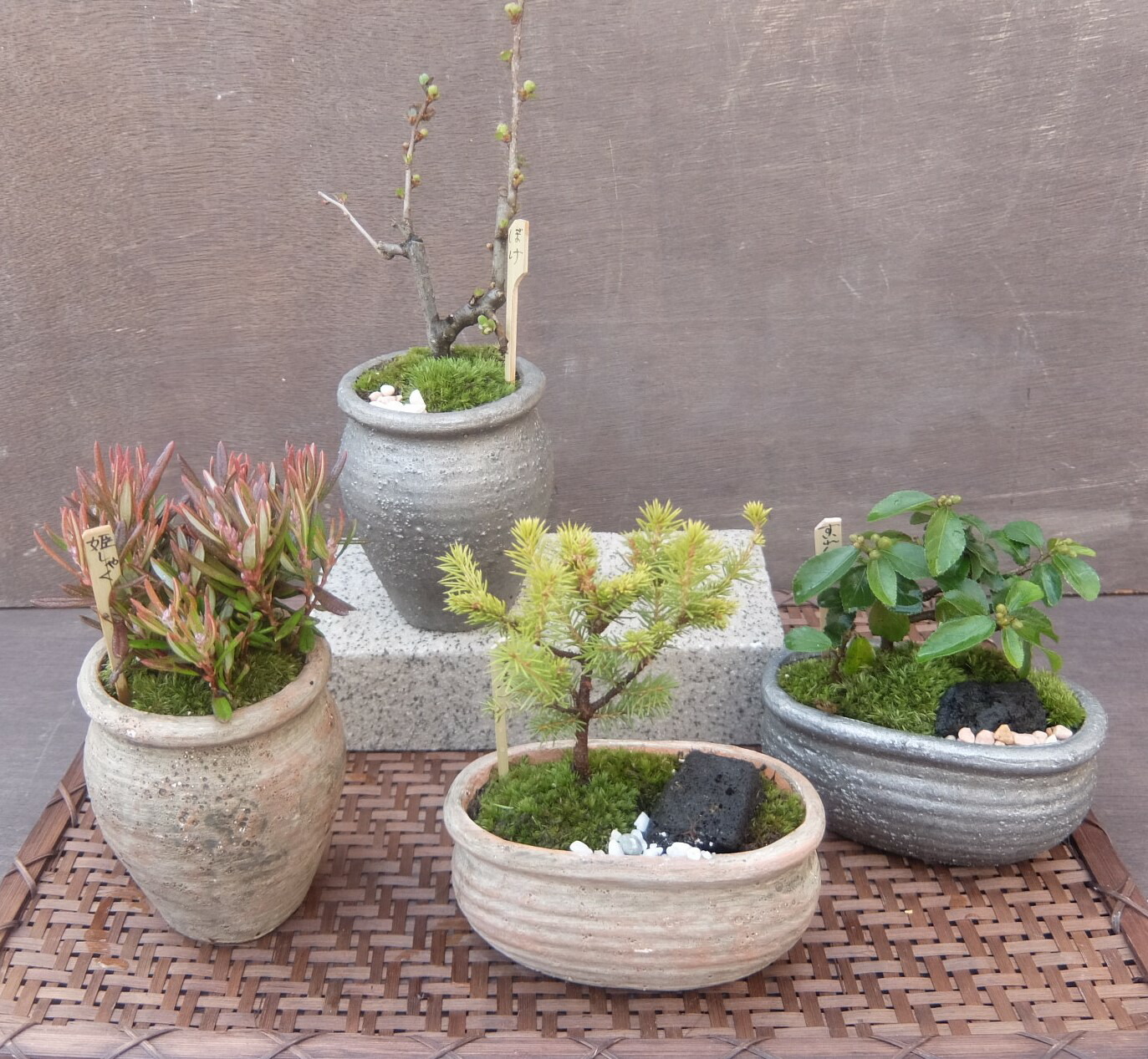 楽天市場】【15%OFF】セール 和鉢 盆栽 ミニ盆栽 [172-159] 植木鉢