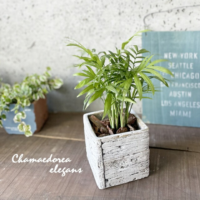 楽天市場】テーブルヤシ（種類（植物）チャメドレア）の通販