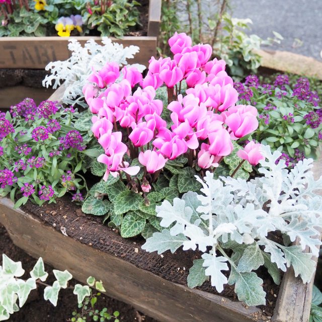 楽天市場】【イチジク属】イスキア・ブラック（挿し木苗） 4号LL