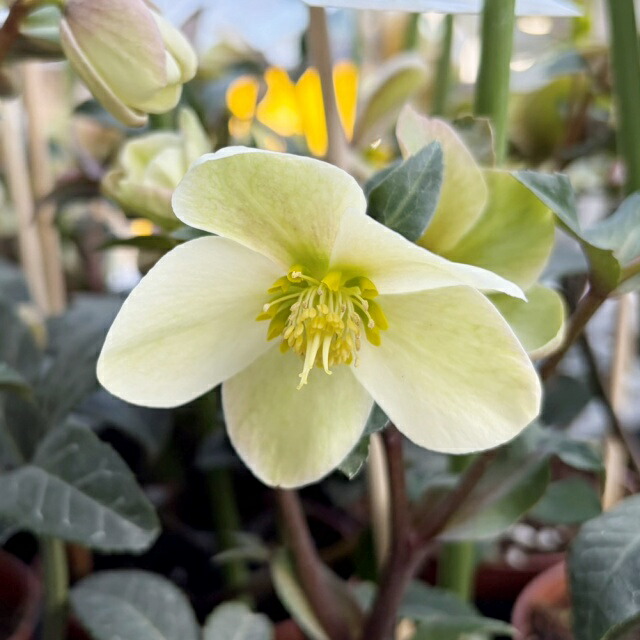 苗 クリスマスローズ ゴールド」の人気商品一覧 | 安い商品を通販