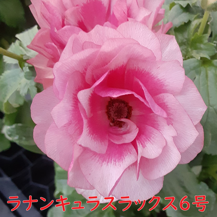 楽天市場】ラナンキュラス ラックス 6号鉢 ジュピター サティロス