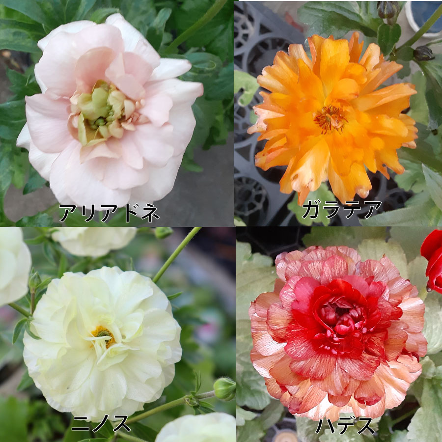 楽天市場】ラナンキュラス ラックス 6号鉢 ジュピター サティロス