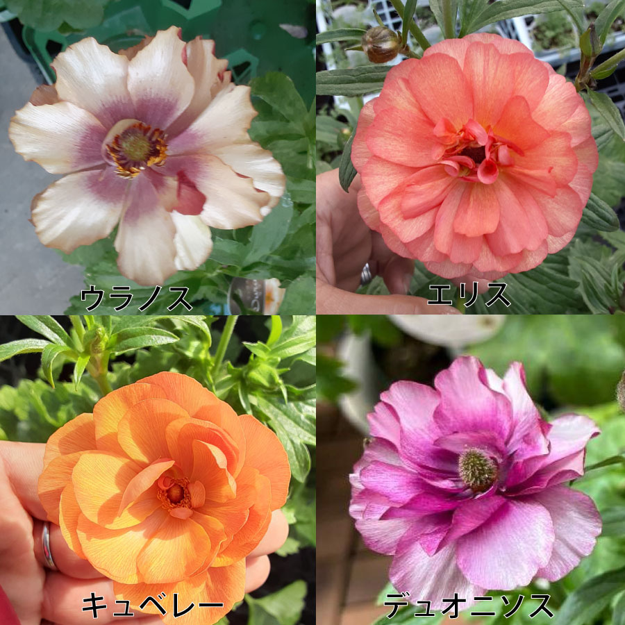 hiroakin様 ラナンキュラスラックス ハデス キュベレー 【公式通販】