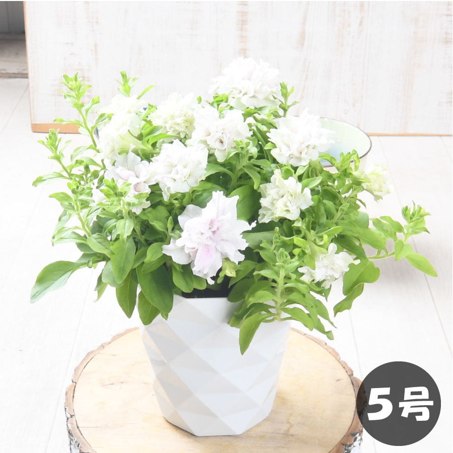 楽天市場】大輪 八重咲き ペチュニア ヴェガ 5号鉢 【送料無料