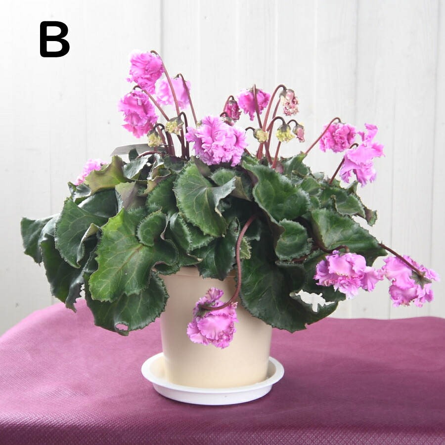 楽天市場】【訳アリ売り尽くし品！】選べる現品 シクラメン フローエル