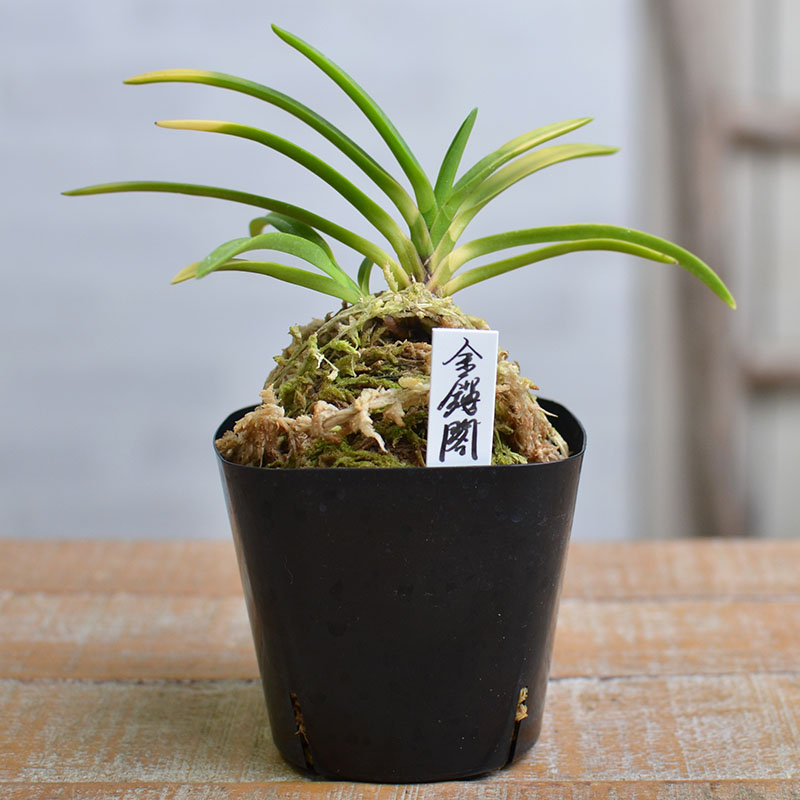 楽天市場】富貴蘭 風蘭 古典植物 現品 品種 金鏤閣 きんろうかく