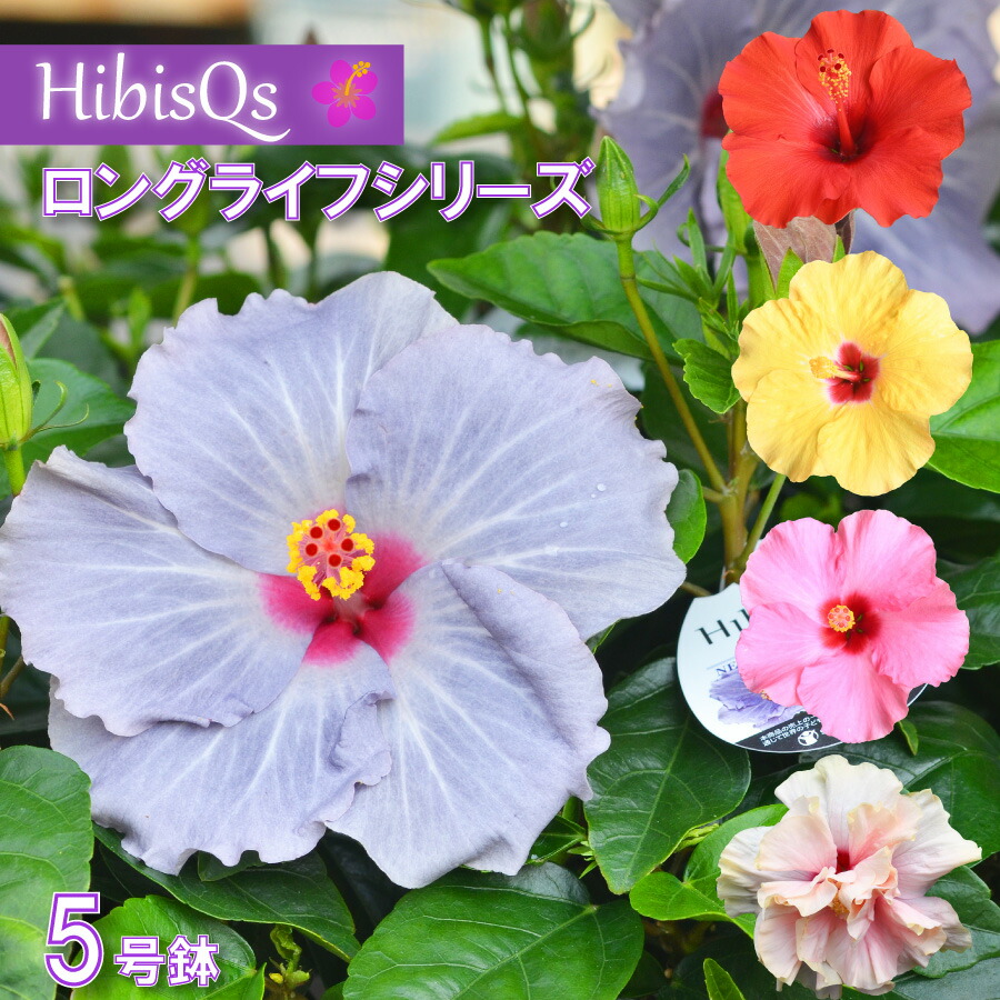 楽天市場】【超特価セール！】 ハイビスカス ハイビスキュース NEW