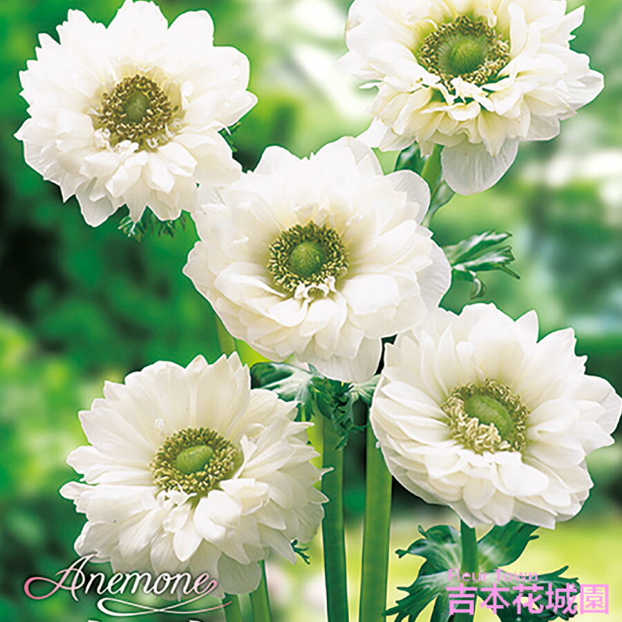 楽天市場】秋植え球根 アネモネ 八重咲 白 ホワイト 球根 20ml 春が