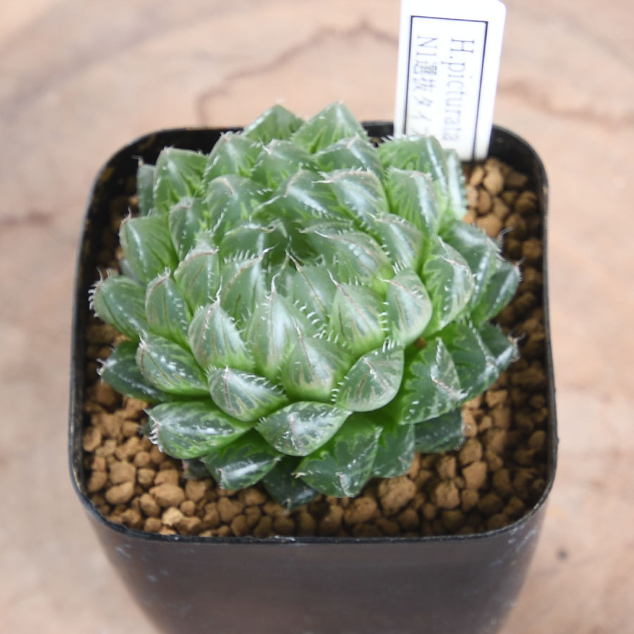 202502haworthia7.jpg