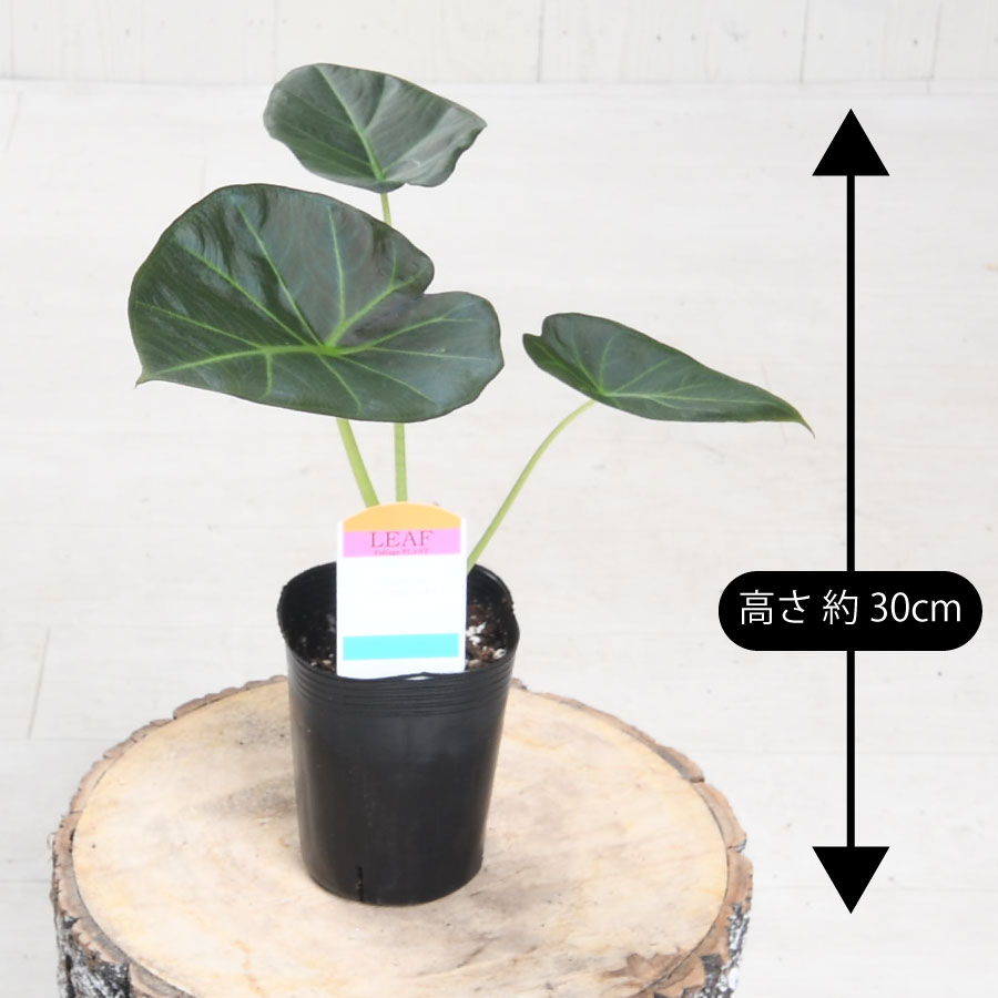 楽天市場】アロカシア リーガルシールド 観葉植物 珍しい品種 希少 3号