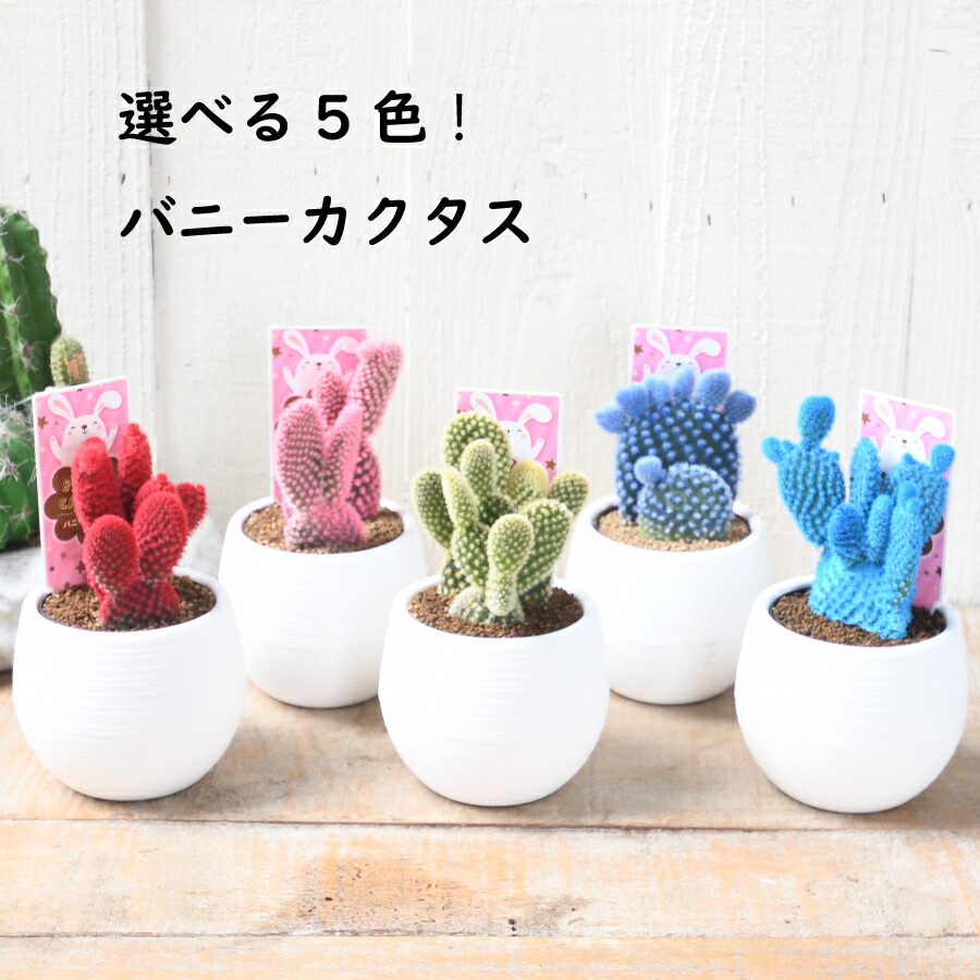 楽天市場】カラフル バニーカクタス サボテン 人気の 多肉植物