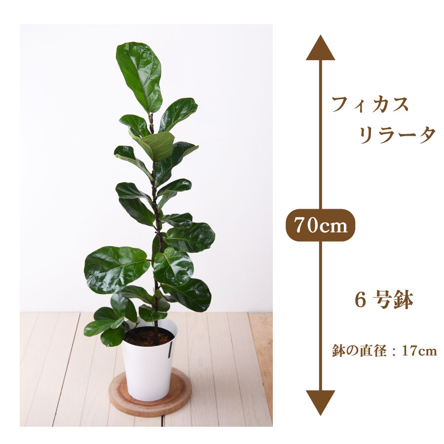 楽天市場】観葉植物 ゴムの木 柏葉 カシワバゴムノキ バンビーノ