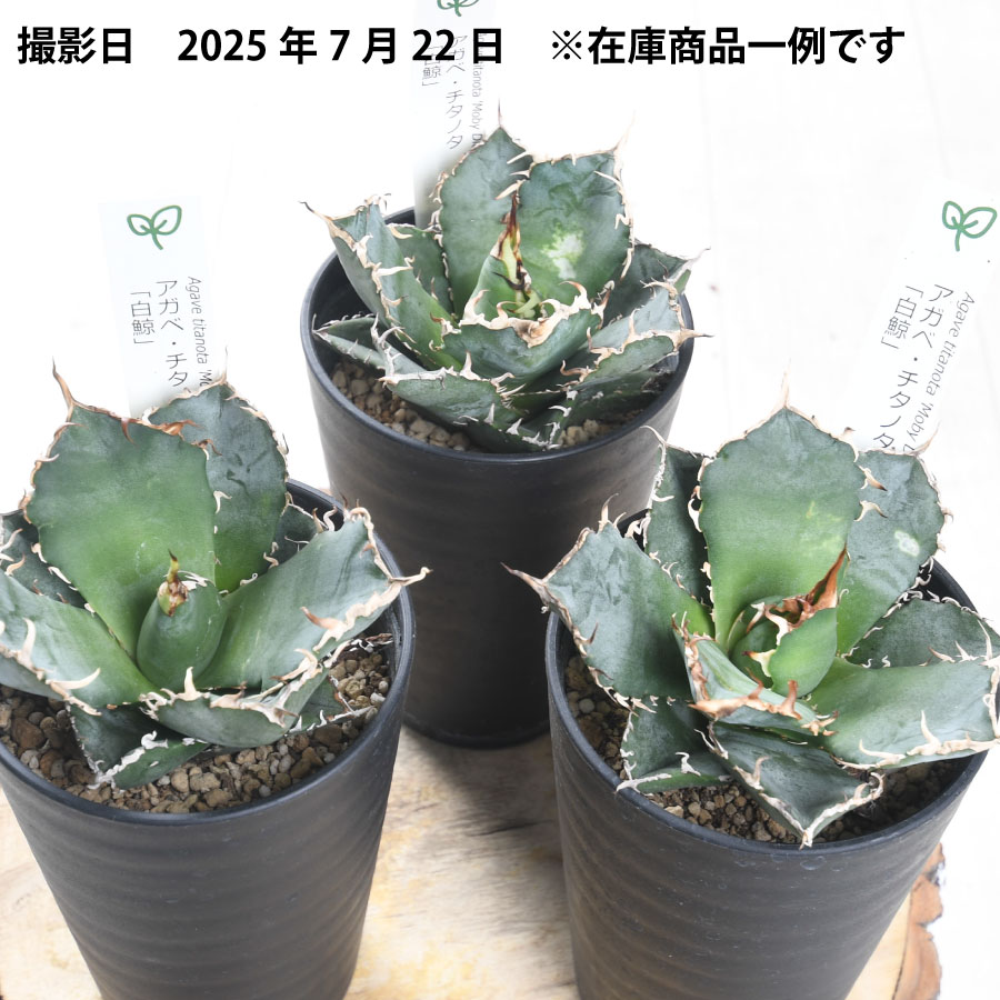 楽天市場】アガベ 白鯨 【訳アリセール品】 チタノタ 3.5号 多肉植物