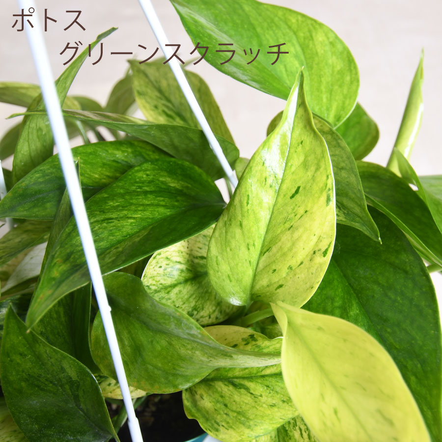 楽天市場】【セール品】 ポトス グリーンスクラッチ 斑入り レア品種