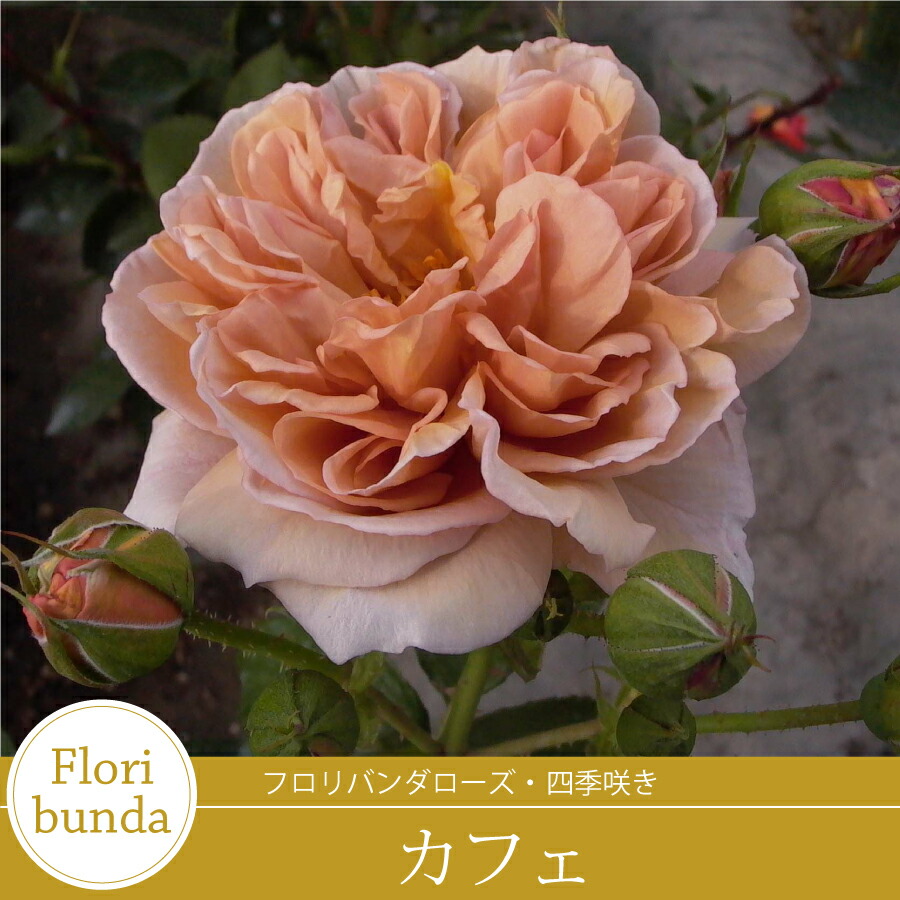 楽天市場】バラ苗 カフェ フロリバンダ ローズ 茶色系 2年生 大苗 バラ