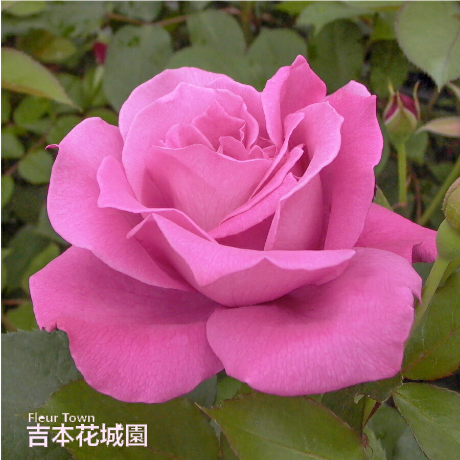 楽天市場】バラ苗 ライラックタイム ハイブリッドティー ローズ 紫系 2