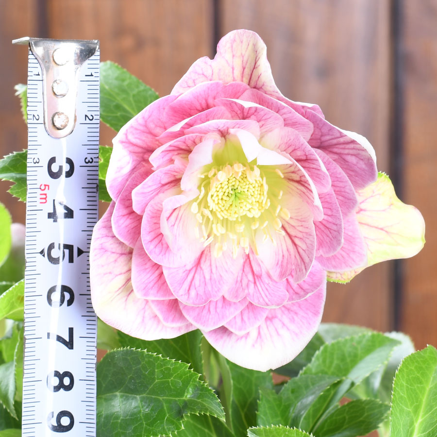 楽天市場】【決算特価セール！】 曽田園芸 冬牡丹 【現品販売