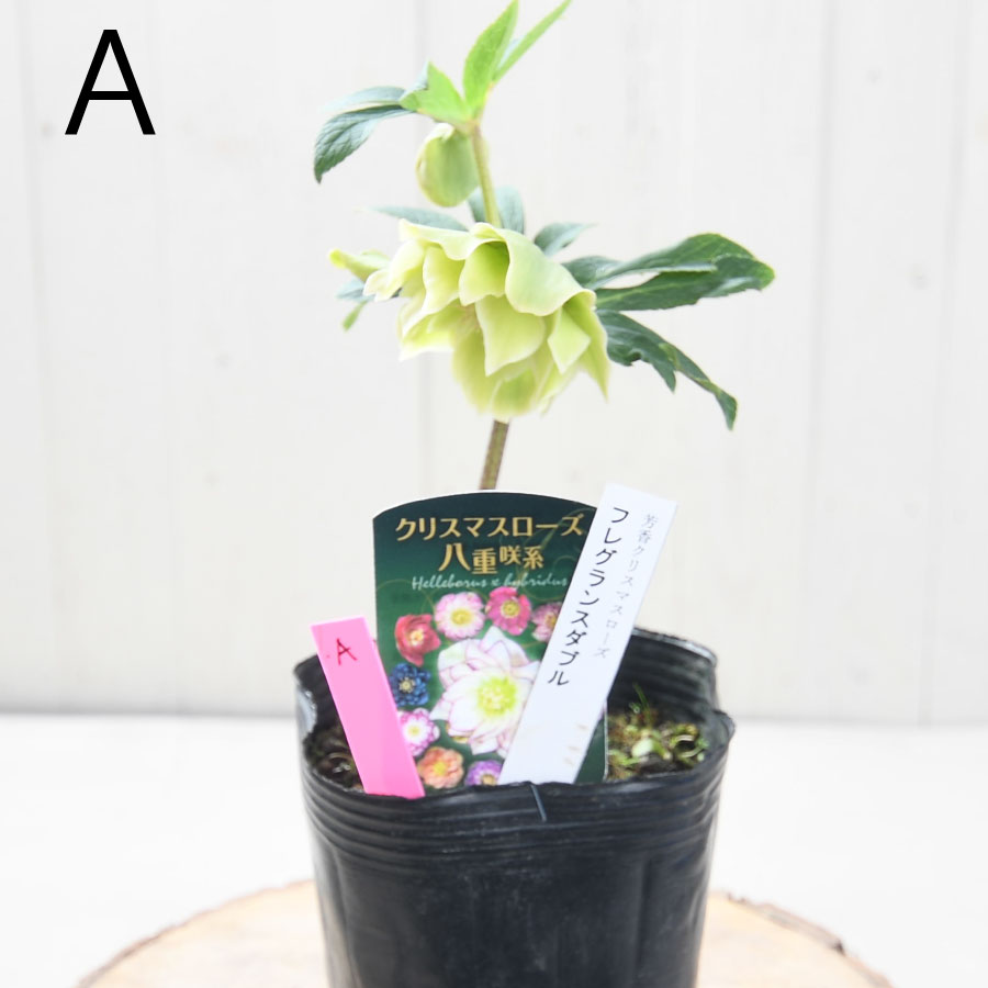 楽天市場】フレグランス クリスマスローズ 芳香性 【現品販売】 曽田