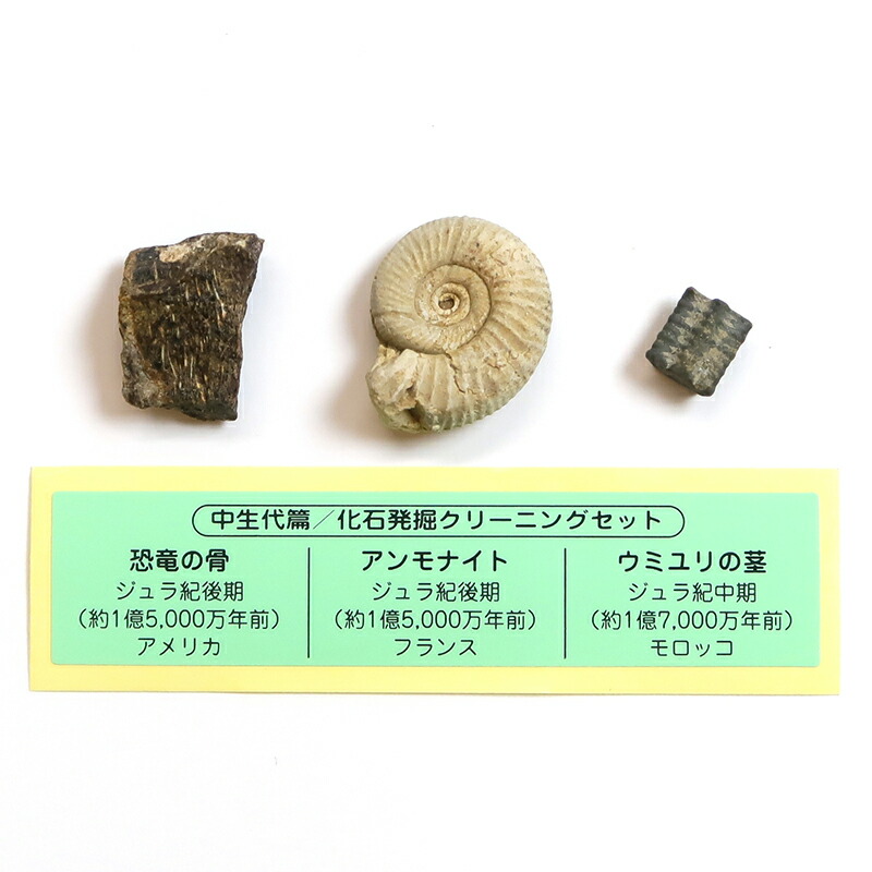 アンモナイト化石標本セット アンモナイトセット001｜恐竜・化石グッズ