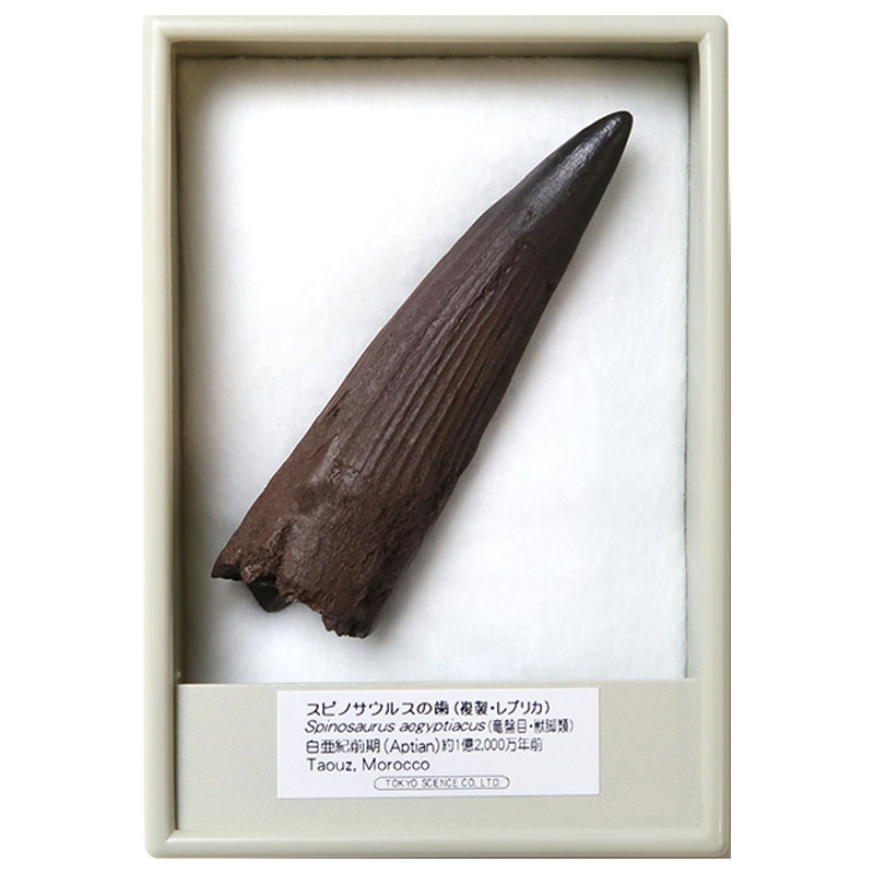 楽天市場】スピノサウルスの歯 化石レプリカ 複製 : キッズマーケット