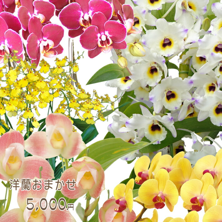 楽天市場】洋蘭おまかせ5,000円 ファレノプシス（胡蝶蘭）ミニ