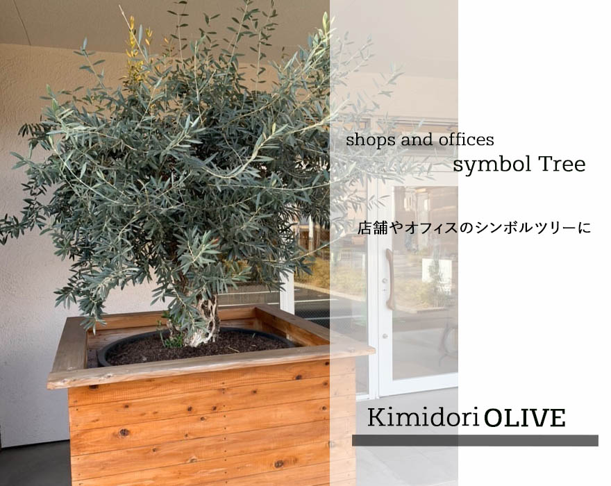 楽天市場】スペインオリーブ 古木 332304k シンボルツリー オリーブの