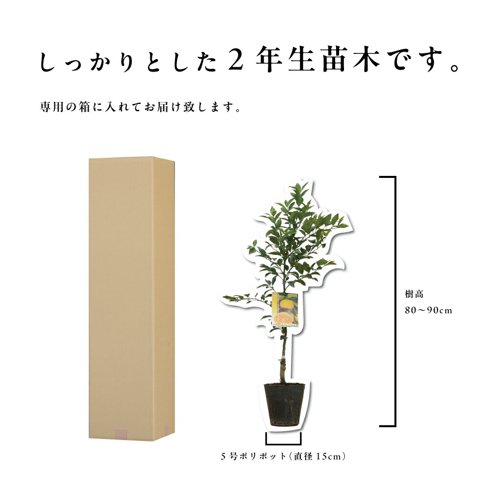 楽天市場】タチバナ(橘) 【特等2年生苗木】 苗木 みかんの木 接木苗