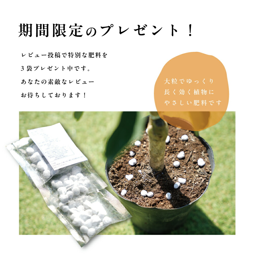 楽天市場】タチバナ(橘) 【特等2年生苗木】 苗木 みかんの木 接木苗