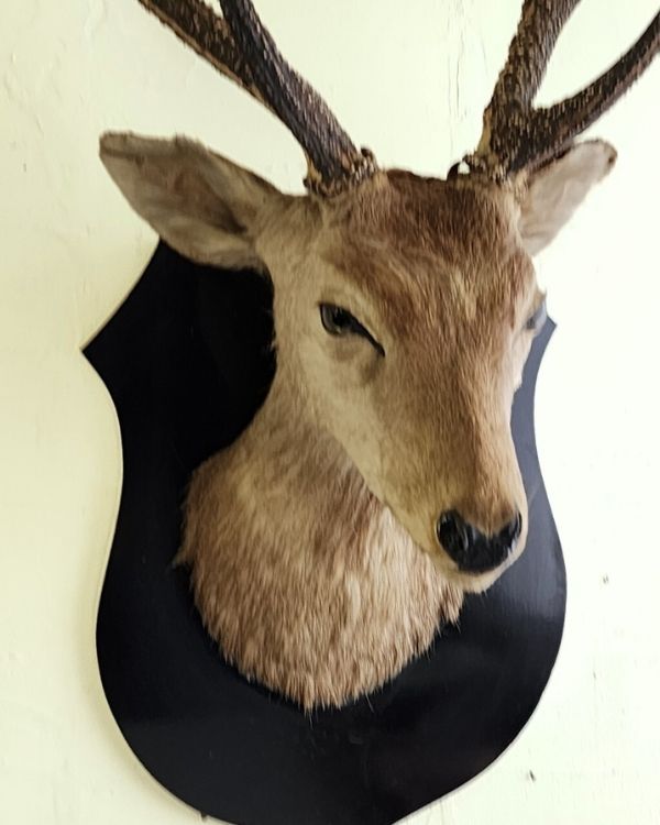 楽天市場】ハンティングトロフィー 鹿 オブジェ 壁掛け 剥製 シカ 狩猟
