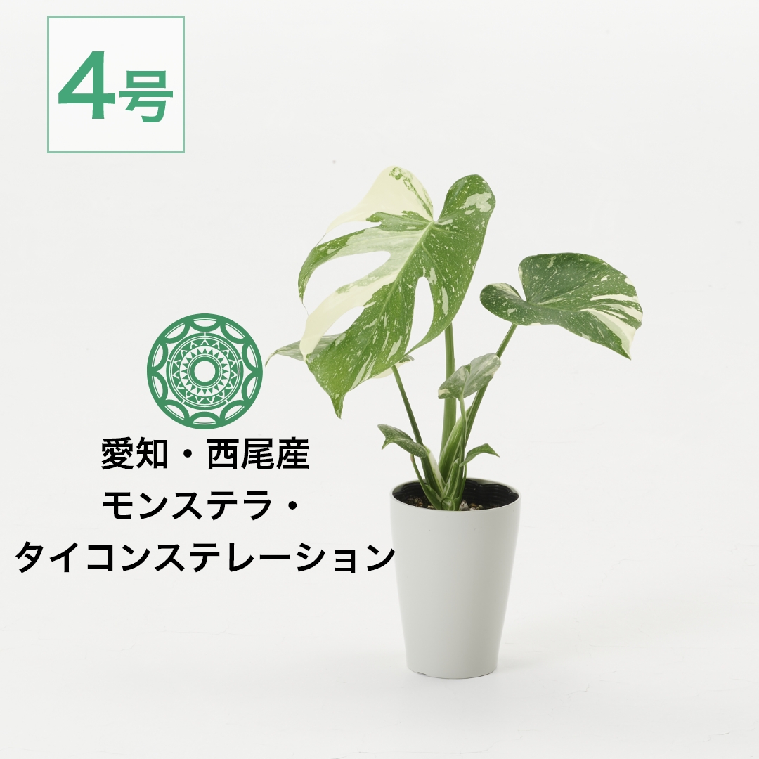 楽天市場】観葉植物 モンステラ 4号 タイコンステレーション 斑入り
