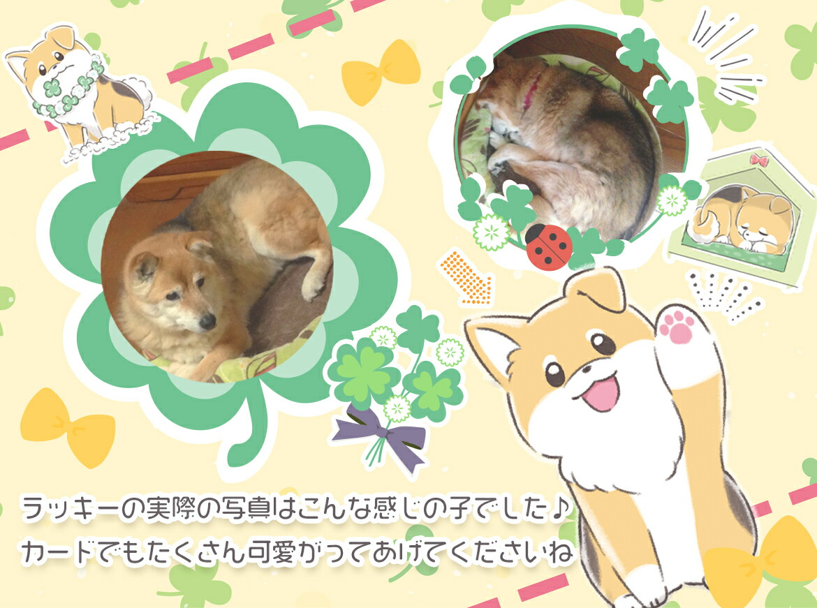 楽天市場】【初心者向け日本語ブックレット付】ラッキーオラクル THE