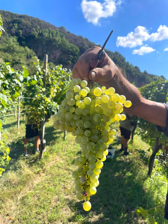 楽天市場】アッラ・コスティエッラ ビアンキッシモ バッグインボックス