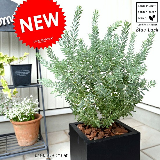 楽天市場】アカシア（ブルーブッシュ） ブラック キューブ型 陶器鉢