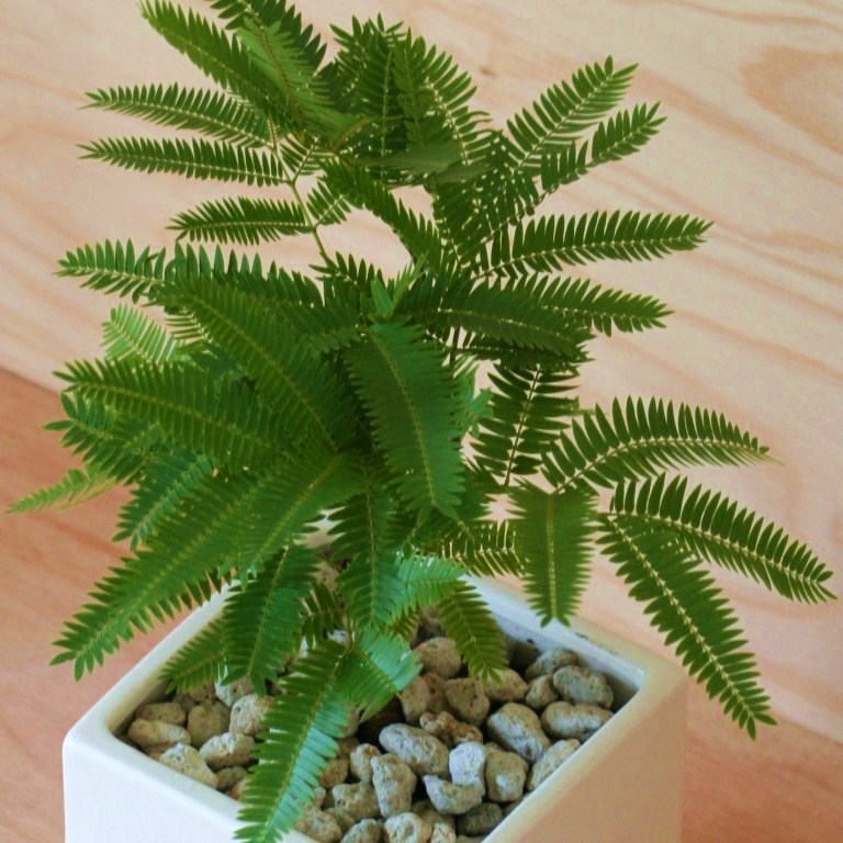 楽天市場】エバーフレッシュ 白色 キューブ陶器 Sサイズ 【黄色小石