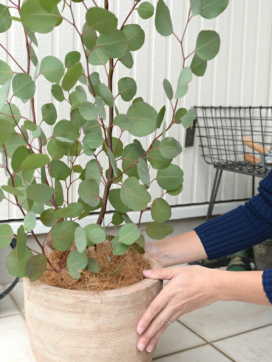 楽天市場】丸葉 ユーカリ （ポポラス） デザインの良い テラコッタ