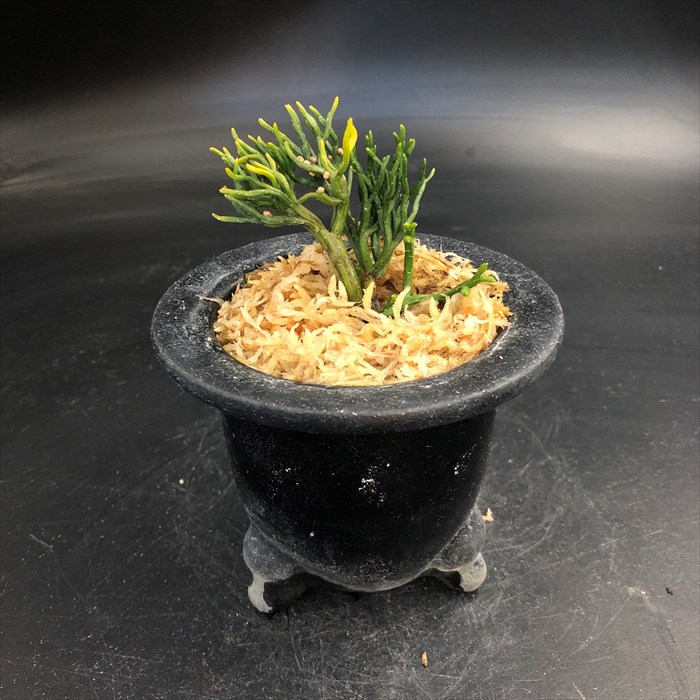 楽天市場】【現品販売】松葉蘭 青龍角 3.5号観音鉢 マツバラン 古典