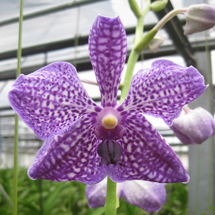 楽天市場】洋蘭 バンダの通販