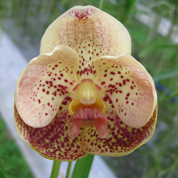 楽天市場】洋ラン バンダ サンチャイゴールドスポット 幼苗 吊り 洋蘭