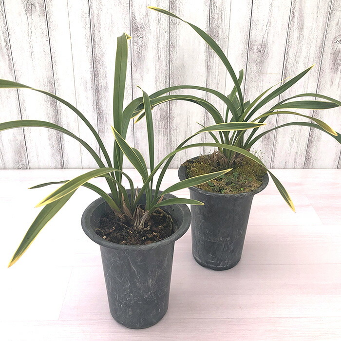 花芽付きキンリョウヘン2鉢日本蜜蜂の蜜蝋(60〜80g)サービス